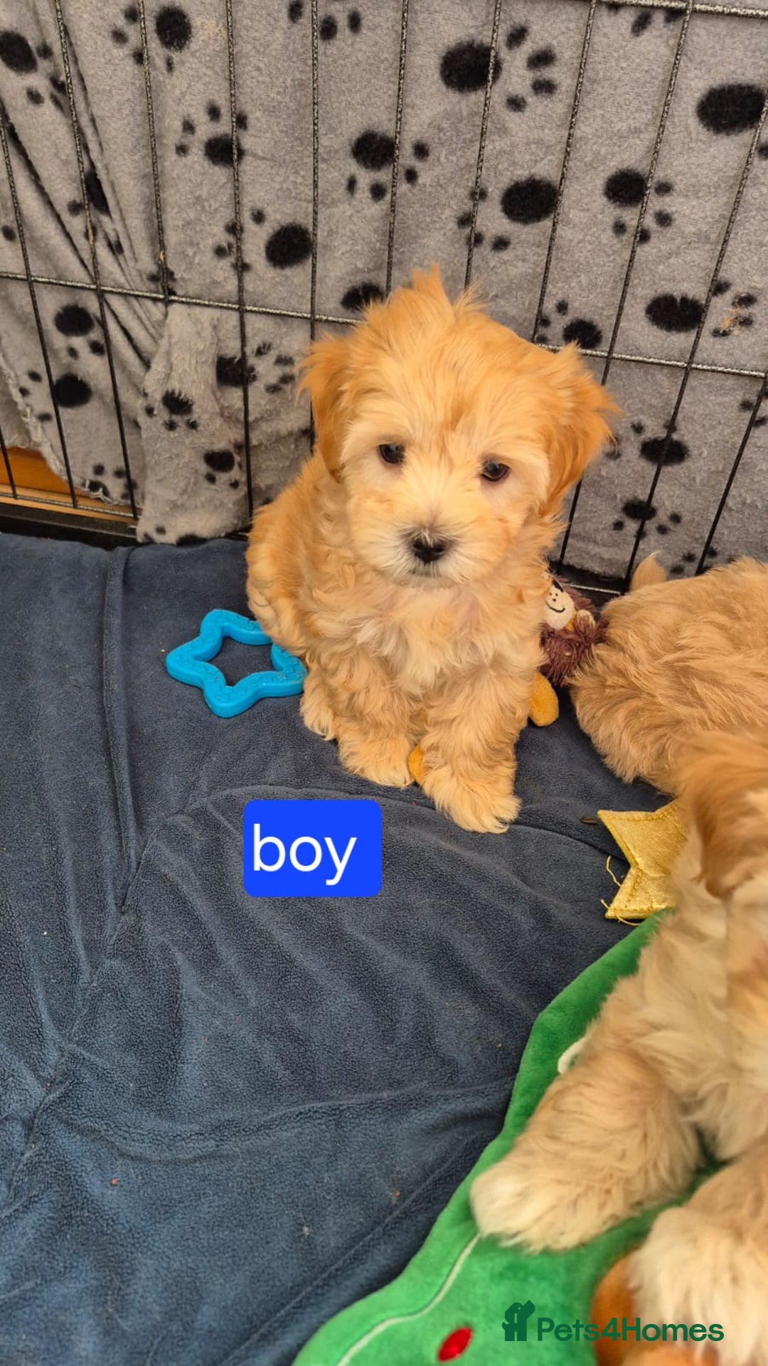Maltipoo dogs for sale: So adorable and Tiny F1 Korean Maltipoo - Image 3