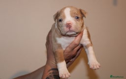 American Bully dogs for sale: 🏡Ready to leave 2 weeks 🔥🦍AMERICAN BULLIES🔥🦍 - Image 15