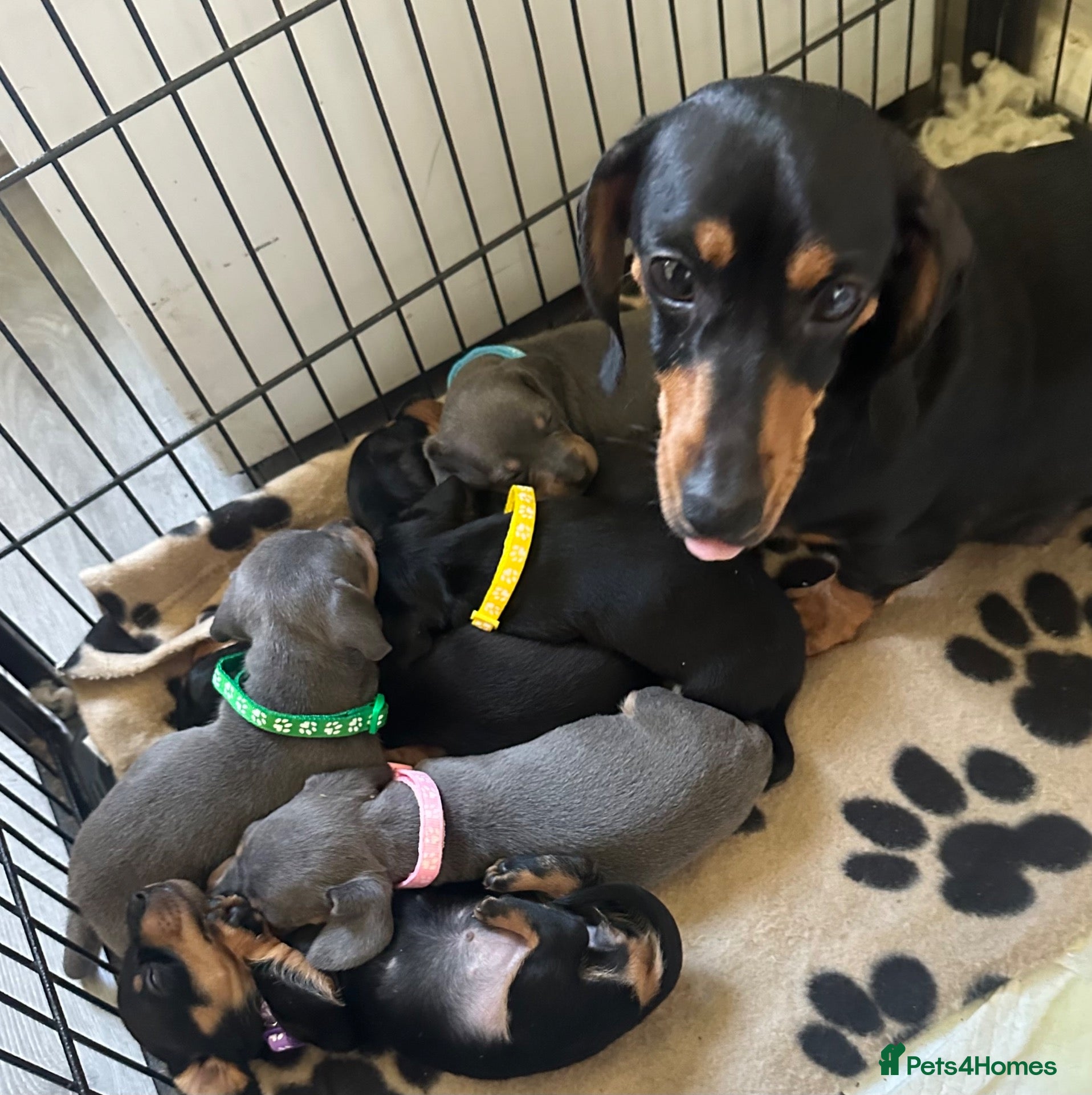 Miniature Dachshund dogs Gorgeous Miniature Sausages 💖  - Advert 3