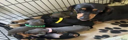 Miniature Dachshund dogs for sale: Gorgeous Miniature Sausages 💖  - Advert 1