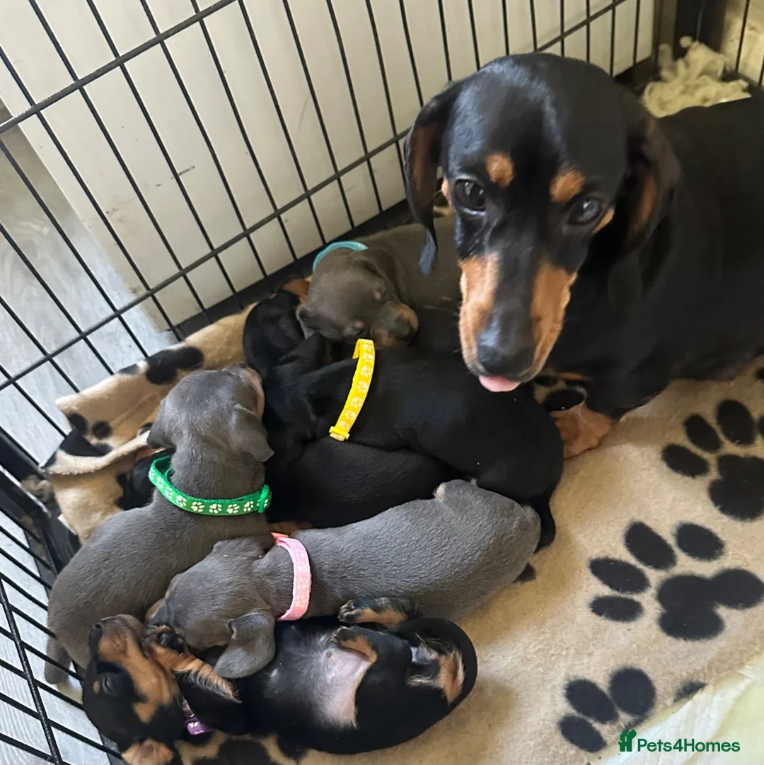 Miniature Dachshund dogs for sale: Gorgeous Miniature Sausages 💖  - Advert 1