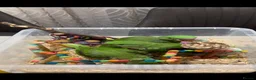 Ringnecks birds for sale:     Super Tame Hand Reared Babies £50 off today !  - Advert 16
