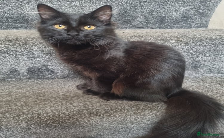 Mixed Breed cats - Advert 11