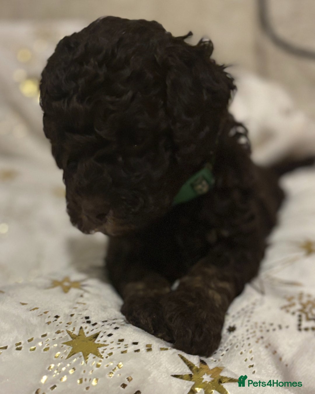 Cockapoo dogs for sale: Beautiful F2B Toy Cockapoo Puppies - Advert 16