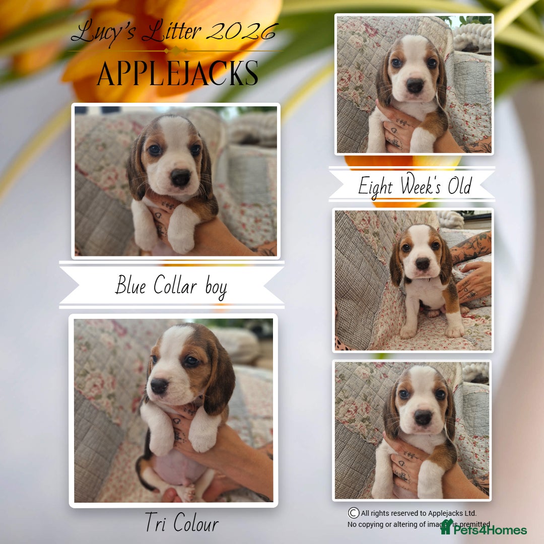 Beagle dogs for sale: Pedigree Champion bred Beagle puppies.  - Advert 5