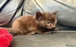 Domestic Shorthair cats for sale: 6 adorable kittens, healthy and playful 😍😻 - Image 16