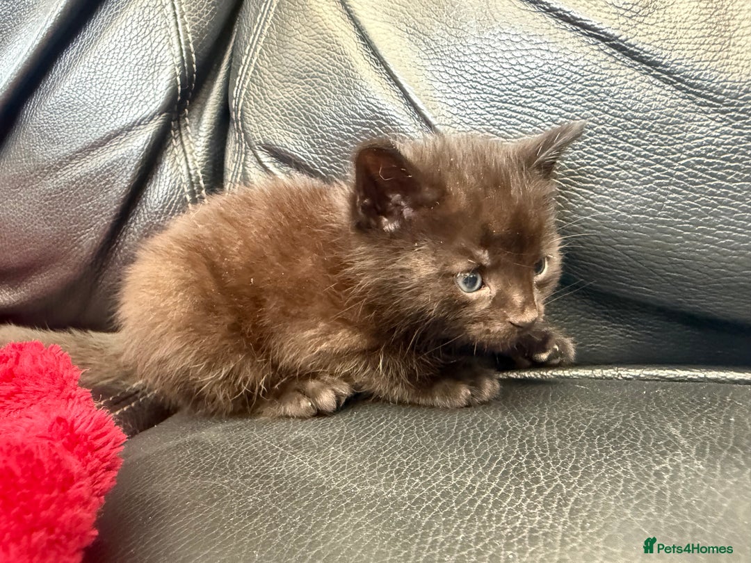 Domestic Shorthair cats for sale: 6 adorable kittens, healthy and playful 😍😻 - Image 16