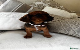 Miniature Dachshund dogs for sale: Miniature dachshunds - Image 36