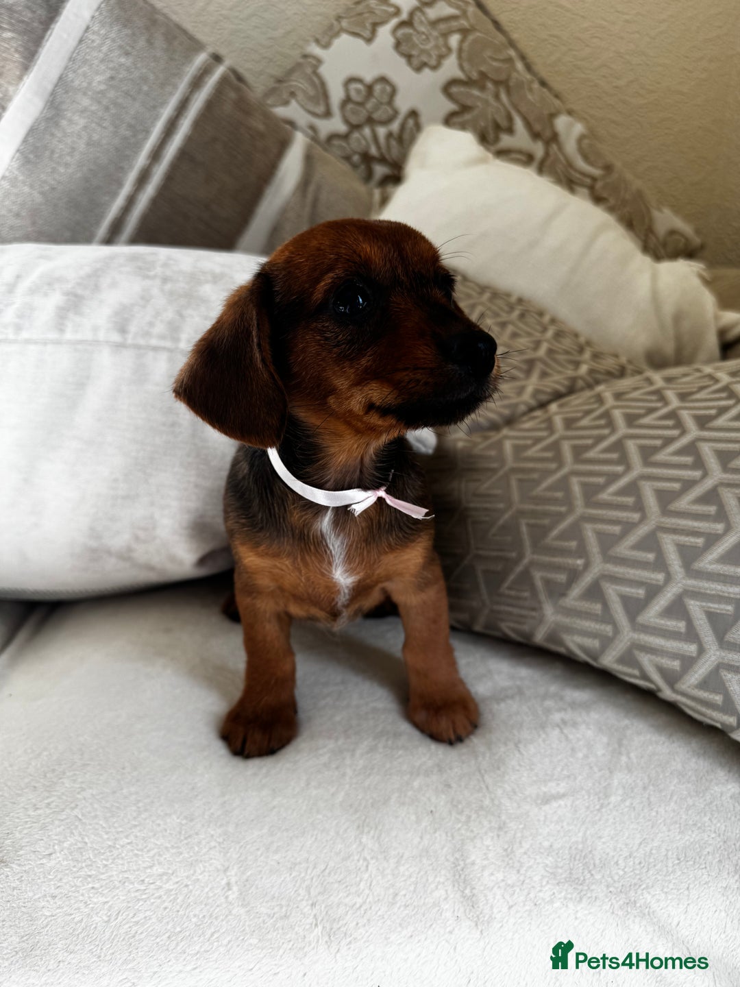 Miniature Dachshund dogs for sale: Miniature dachshunds - Image 36