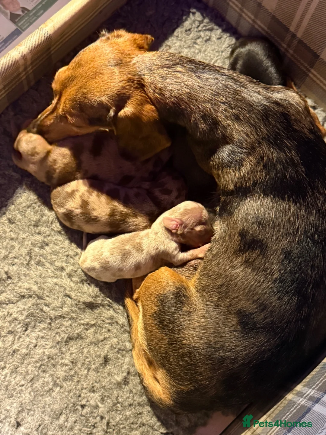 Miniature Dachshund dogs for sale: Miniature Dachshund Puppies  - Advert 18