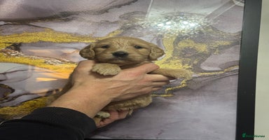 Mini Goldendoodle dogs - Advert 10