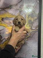 Mini Goldendoodle dogs - Advert 10