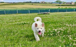 Akita dogs for sale: 2 Akita puppies 1 female 1 male  - Image 15