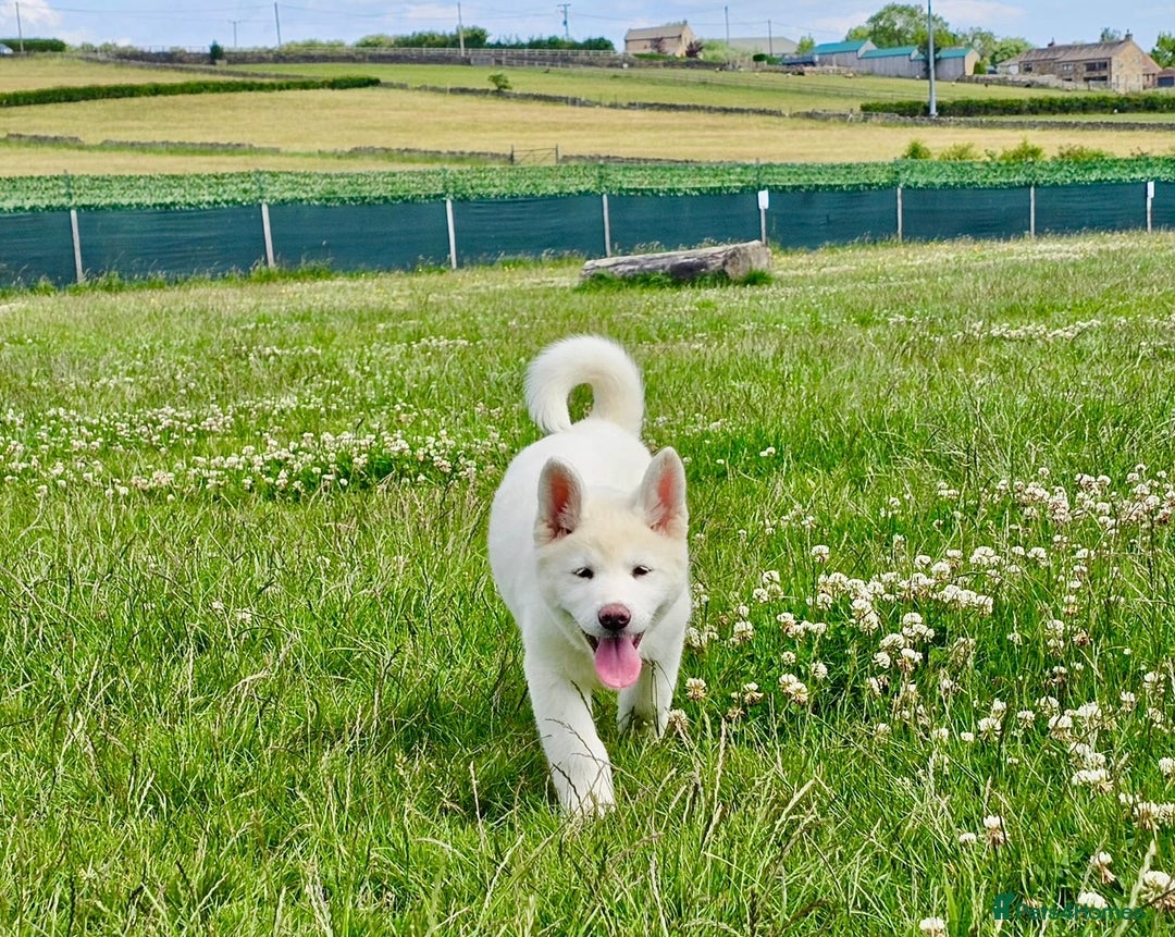 Akita dogs for sale: 2 Akita puppies 1 female 1 male  - Image 15