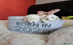 Bichon Frise dogs for sale: 6 bichon maltes - Image 6