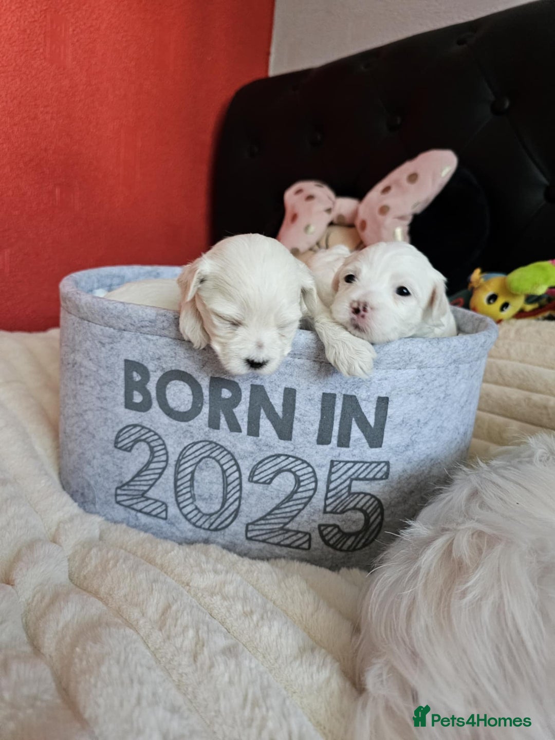 Bichon Frise dogs for sale: 6 bichon maltes - Image 6