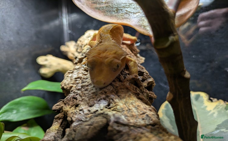 Gecko reptiles - Advert 4