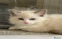 Ragdoll cats for sale: Purebred Male Ragdoll for sale - Image 10