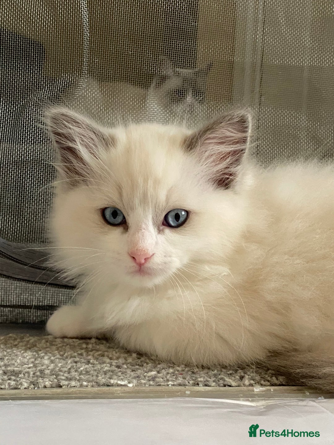 Ragdoll cats for sale: Purebred Male Ragdoll for sale - Image 10