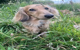 Miniature Dachshund dogs for sale: KC reg Long haired Mini boy - Image 6