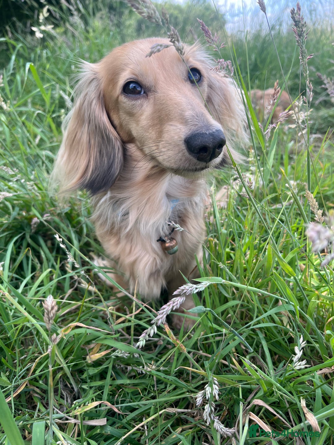 Miniature Dachshund dogs for sale: KC reg Long haired Mini boy - Image 6