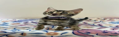 Bengal Kitten Purple