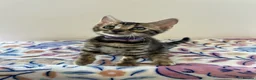 Bengal cats for sale: READY TO GO! Pure Pedigree Bengal Kittens TICA Reg - Advert 12
