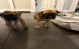 Boxer dogs for sale: Gorgeous litter of red and white boxers.  - Image 7