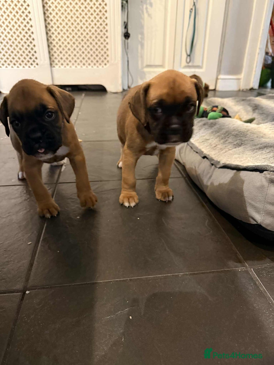 Boxer dogs for sale: Gorgeous litter of red and white boxers.  - Image 7