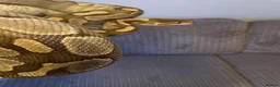 Python Snake reptiles for sale: Royal Python Collection Designer Morphs Females - Advert 11