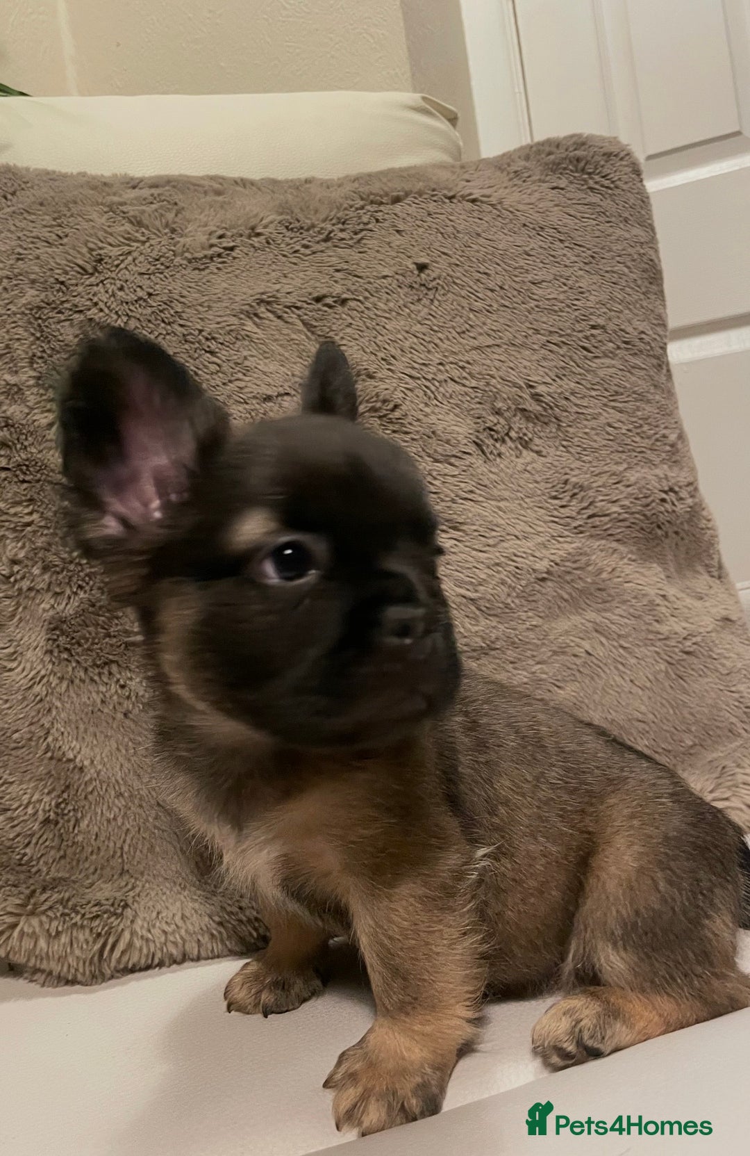 French Bulldog dogs for sale: FRENCH BULLDOG PUPPIES FOR SALE!! - Advert 6