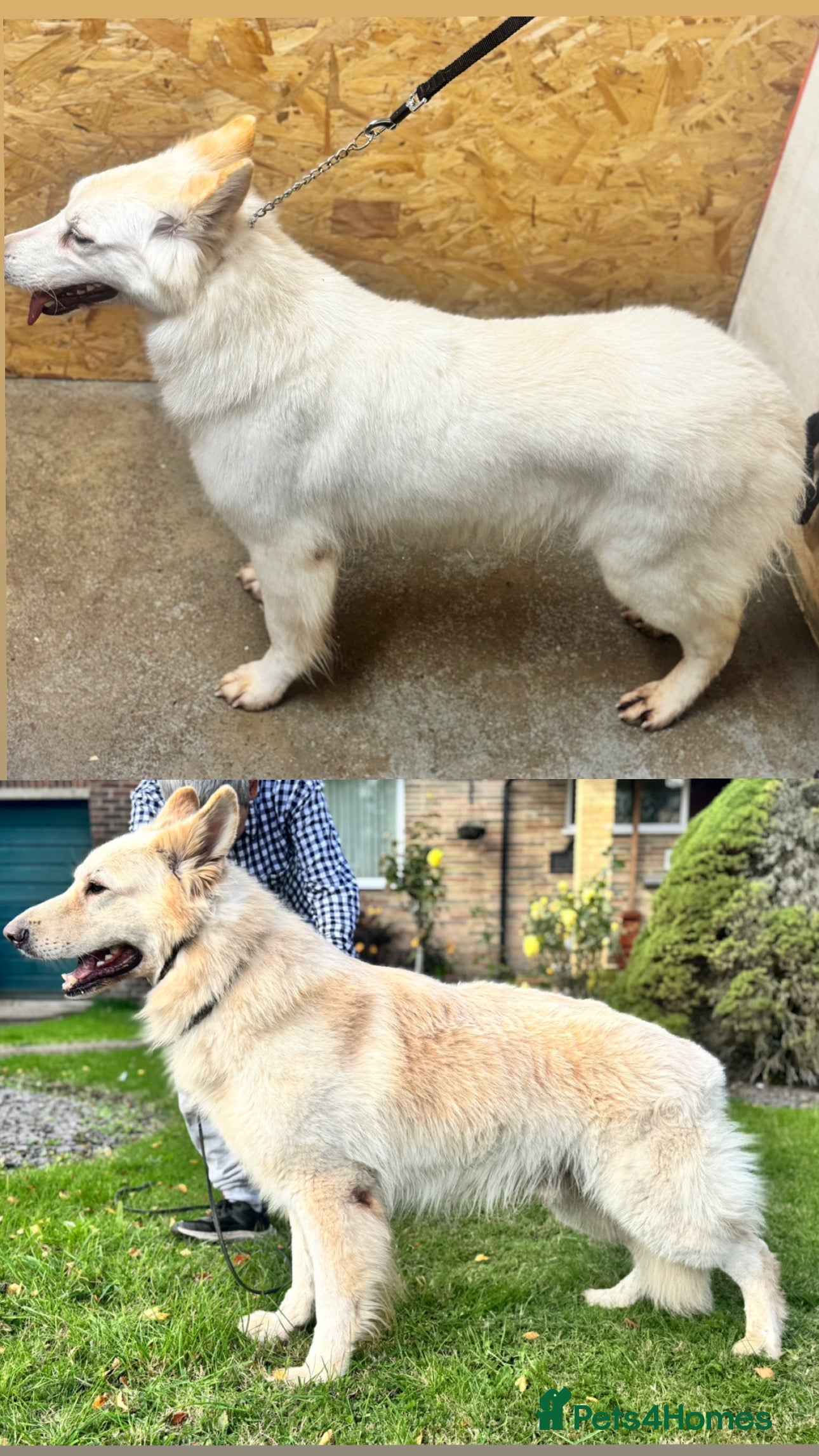 German Shepherd dogs WAITING LIST OPEN STRAIGHT BACKED WHITEGSD  - Advert 3