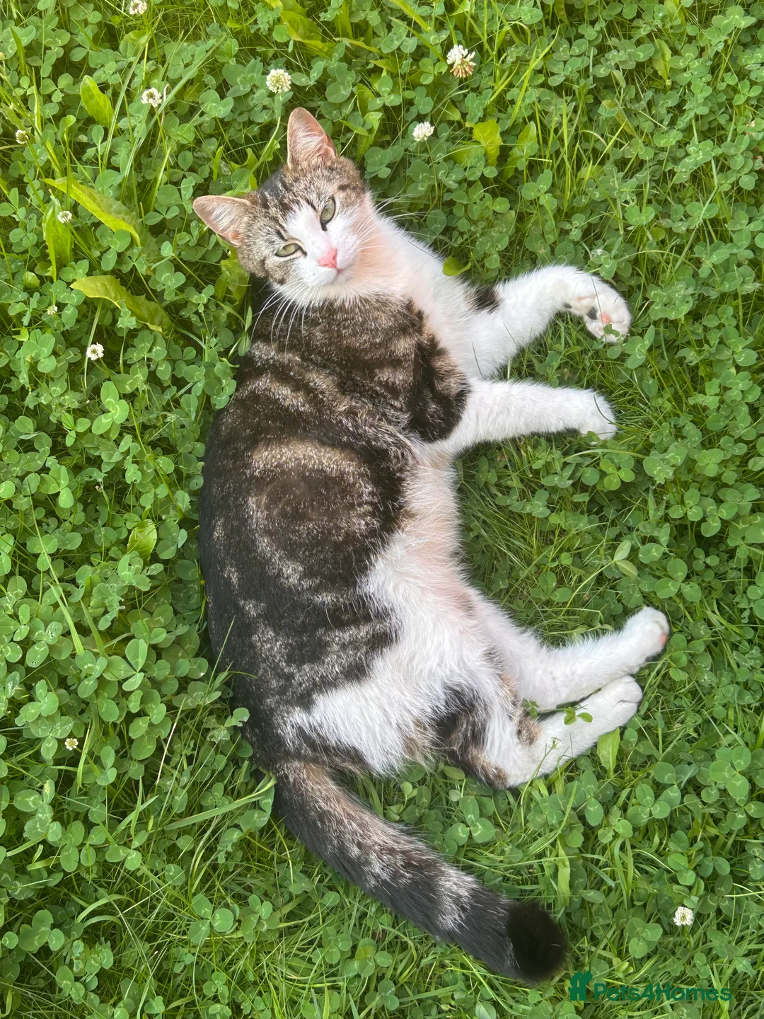 Mixed Breed cats for sale: Two kittens - Advert 2