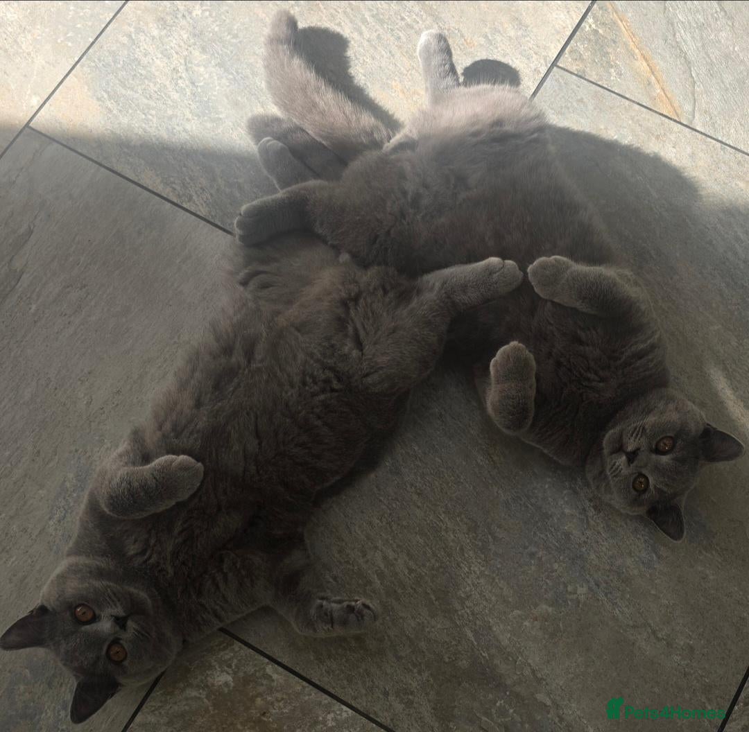 British Shorthair cats 1 Gorgeous BOYS British Short Hair Kittens - Advert 4