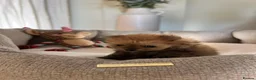 Pomeranian dogs for sale: Pomempire KC Pomeranian – Orange Teddy Bear Boy - Advert 10