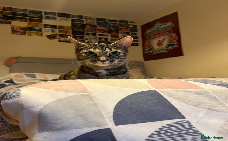 Mixed Breed cats - Advert 5
