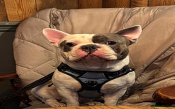 French Bulldog dogs for stud: For Stud -Bruno - Image 2