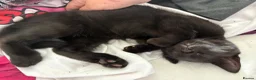 Mixed Breed cats for sale: Loving Black Female Kitten  - Advert 2