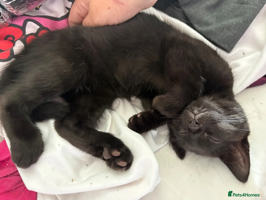 Mixed Breed cats for sale: Loving Black Female Kitten  - Advert 2