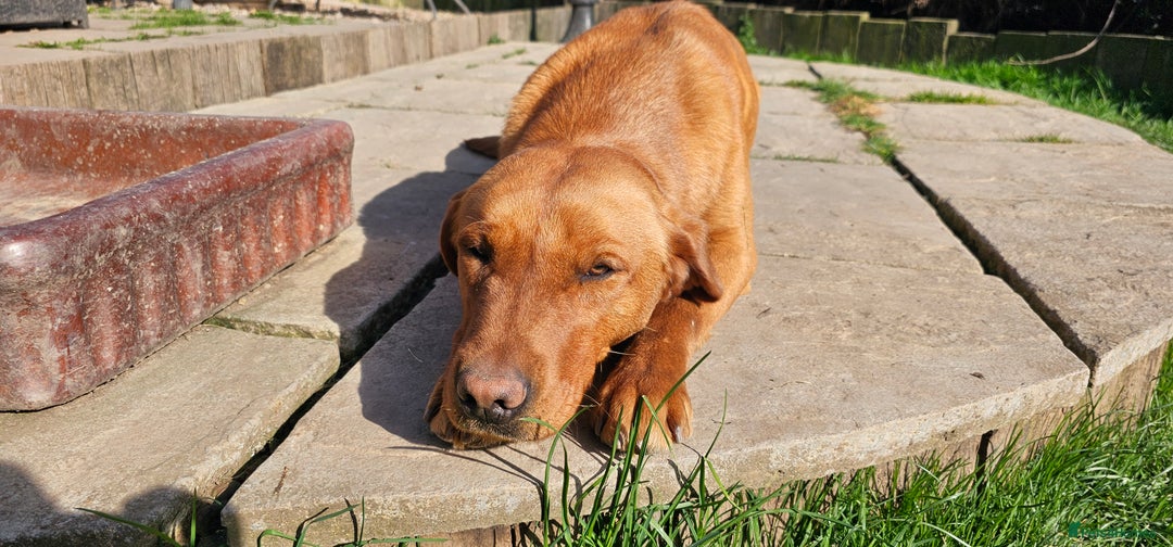 Labrador Retriever dogs for sale: 6 STUNNING KC REG FOX RED LABRADORS  - Advert 23