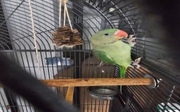 Parrots birds for sale: Baby alexandrine parrot - Image 3