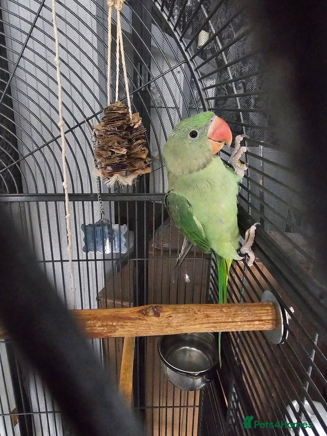 Parrots birds for sale: Baby alexandrine parrot - Image 3