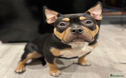 American Bully dogs for sale: Abkc Reg Female American Pocket Bully - Advert 5