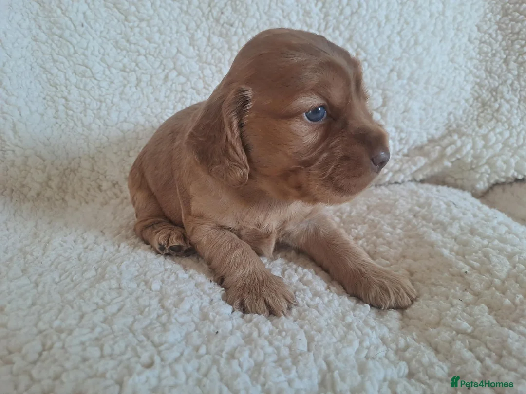 Cocker Spaniel dogs for sale: Gorgeous Show Type KC Cocker Spaniel Pups - Advert 1