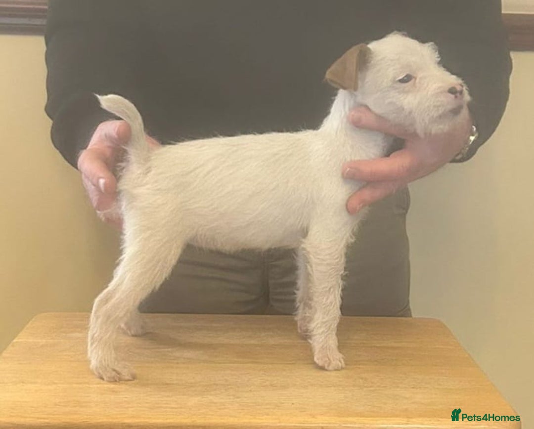 Jack Russell dogs for sale: Jack Russell  puppies - Advert 13