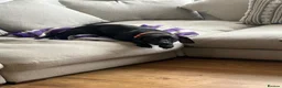 Mixed Breed dogs for sale: Hi I’m penny - Advert 3