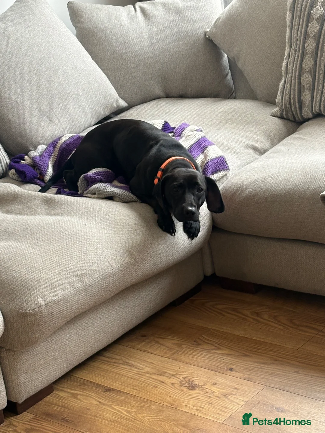 Mixed Breed dogs for sale: Hi I’m penny - Advert 3