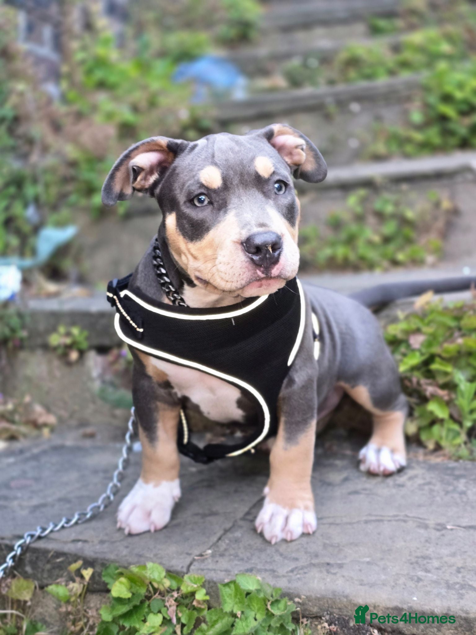 American Bully dogs 🏆🩸ABKC American pocket bully 🔥 - Advert 12
