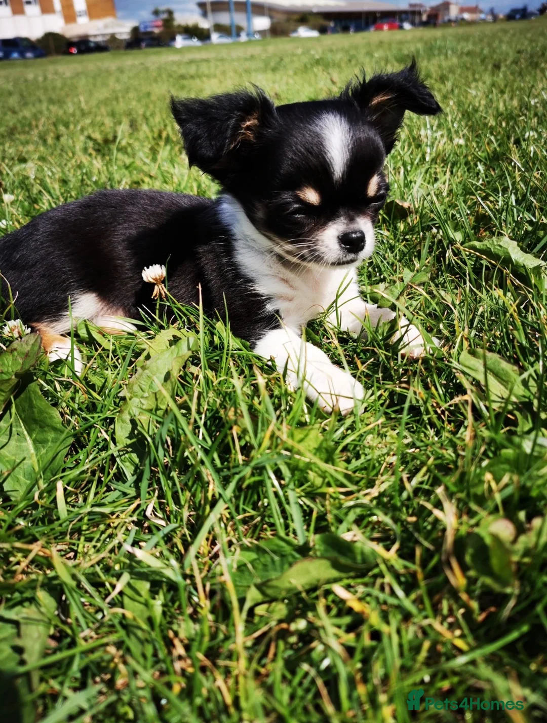 Chihuahua dogs for sale: He is called Rocky 😂 - Advert 1