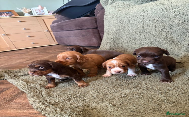Cocker Spaniel dogs - Advert 2